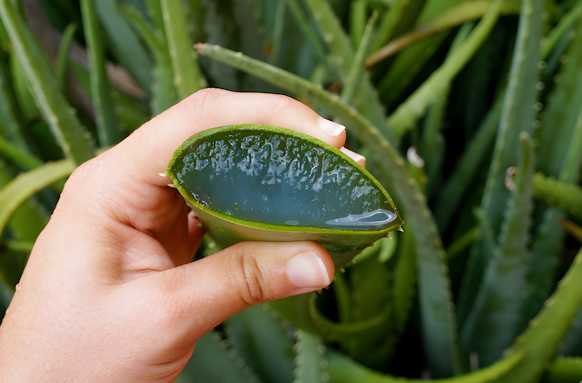 Aloja vera
